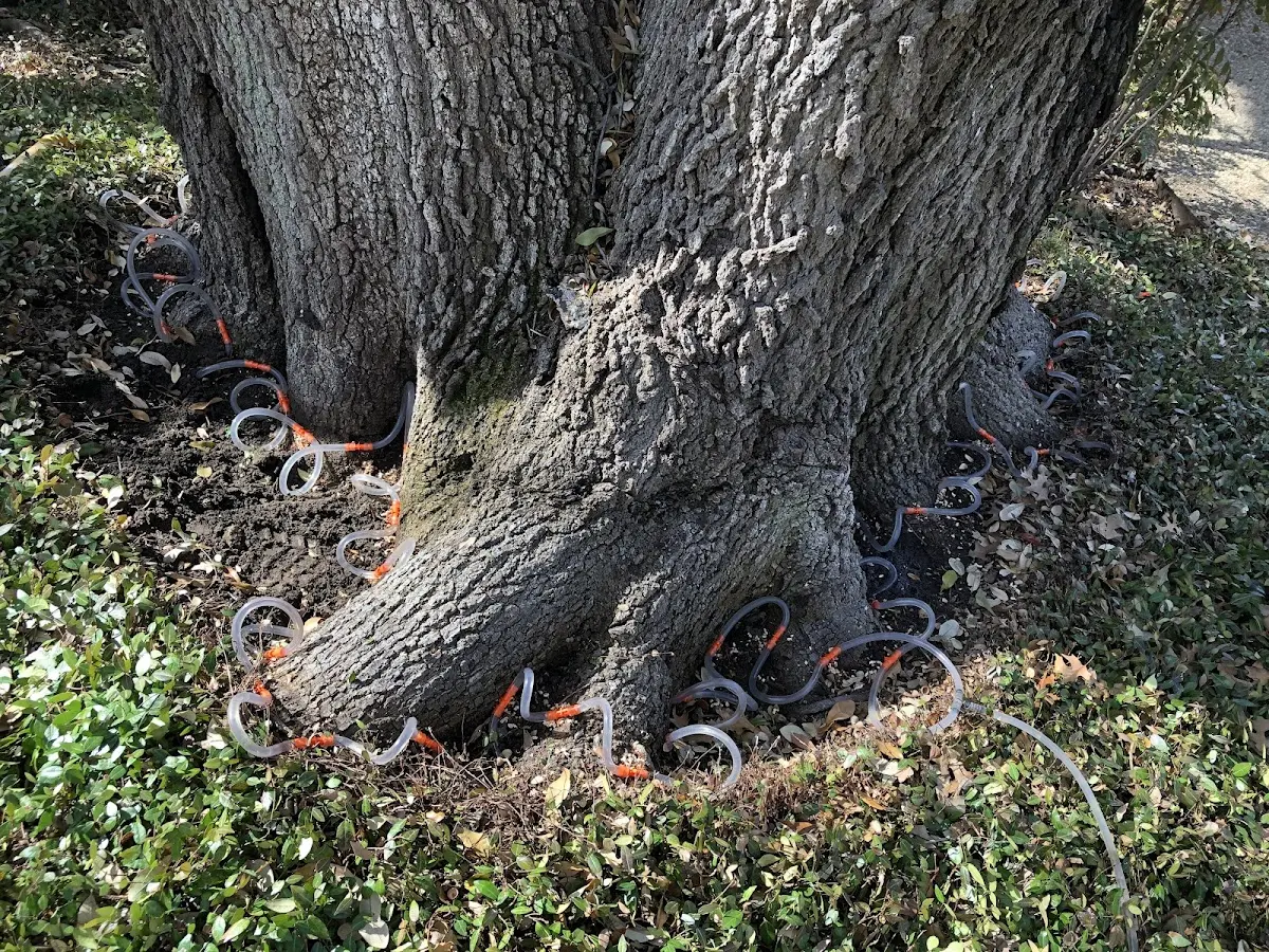 Detailed Tree Cabling and Bracing job site in Nesmith