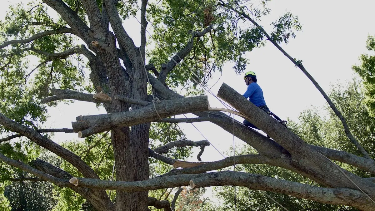 Professional Hazardous Tree Removal performed by certified arborists in Nesmith